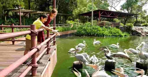 Jurong Bird Park - Things to do in Singapore
